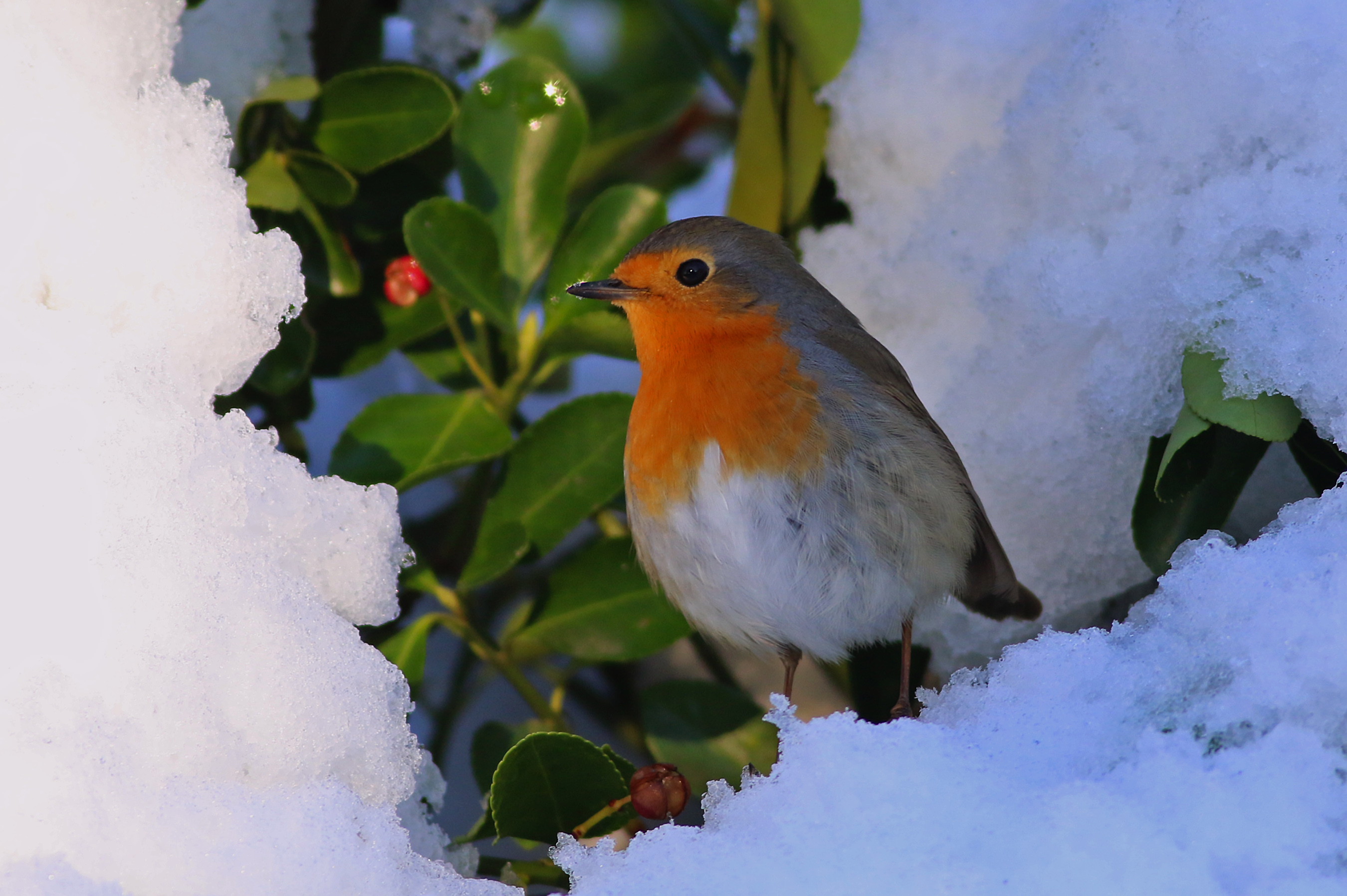 European Robin